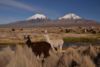 sopky Pomerape a Parinacota na hranici s Chile