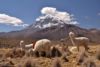 Sajama, nejvyšší hora Bolívie 6542 m