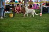 Baila Bubble Šamanův trik - Female Puppy Class