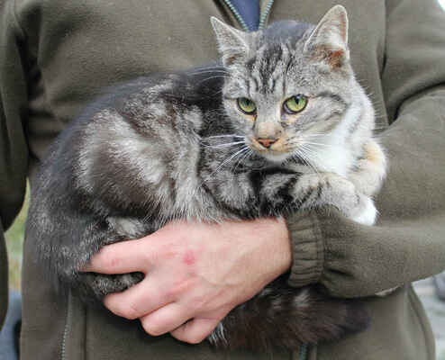 listopad 2015 kastrace kočičky Sabiny, nový domov již našla