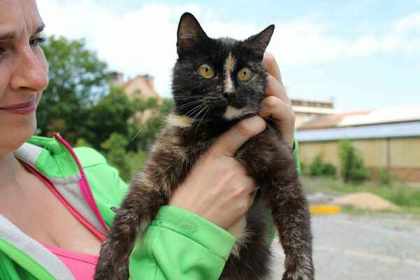 kočička Bábinka podstoupila 6/2013 kastraci a dva měsíce na to odjela do nového domova
