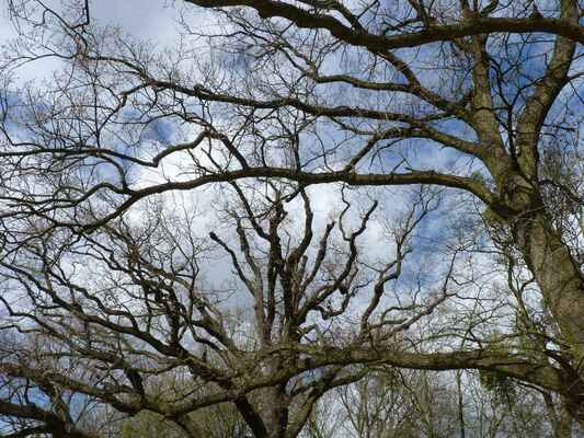 Koruny starých dubů - Duby ještě spí zimním spánkem
