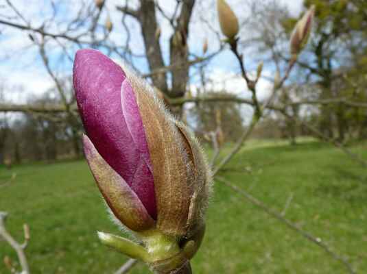 Poupě magnolie II - Příští neděli už bude snad v plné kráse