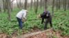 nedílnou součástí lesů Malých Karpat jsou rozsáhlé "plantáže" medvědího česneku, loni v této době už kvetl, letos je příchod jara chladnější ...