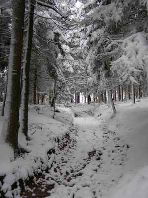 Závěrečný výstup - Kamenitá cesta pokrytá sněhem v 710 m n.m. Na zemi leží přes 20 cm vlhkého sněhu.