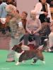 Kincroft Cromar Tyross - 1st on special puppy dog