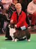 Twinan The Word is Kerman - 3rd on special junior dog