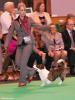 Cadwallon Cymro Lucky Veles - 2nd on special junior dog