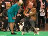 Gunsnroses Cymraeg Ci - VHC in open dog