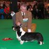 Belroyd Pemcader Cymro - 1st open dog, CC and BOB