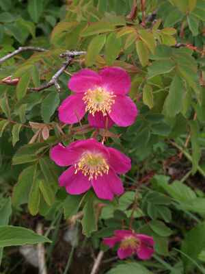 15. Růže alpská (Rosa alpina)