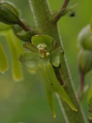 19. Bradáček vejčitý (Listera ovata) nenápadná zelená orchidej, rostoucí i u nás na Doubravnicku