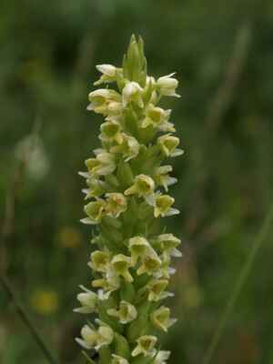 20. U nás nerostoucí horská orchidej běloprstka bělavá (Pseudorchis albida)