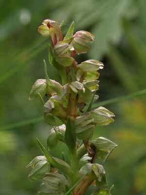 21. Orchidej s roztomilým názvem vemeníček zelený (Coeloglossum viride) na Doubravnicku neuvidíte