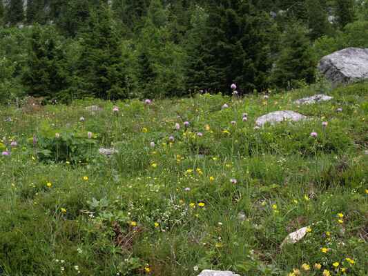30. Hustý výskyt hlavinky horské (Traunsteinera globosa) připomíná hodně vzdáleně porost bodláků